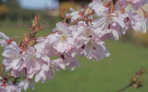 Autumnalis Rosea